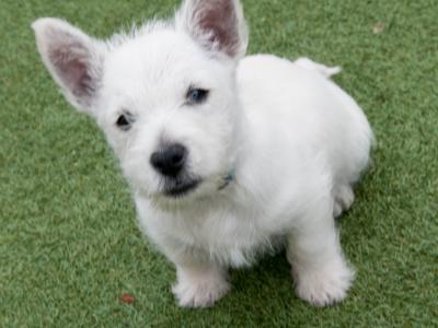 West Highland Terrier pups (2 boys 1 girl) in Kerry